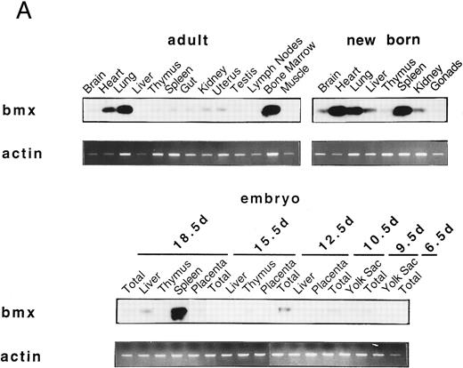 Fig. 2. Bmx expression in tissues. (A) Analysis of Bmx expression in adult and fetal tissues by RT-PCR. RNA purified from indicated tissues were amplified by RT-PCR using Bmx primers Pr1 and Pr2. PCR products were transferred onto Nylon membrane after separation on agarose gel and hybridized with 32P-labeled PTK 1L4a probe (top panel). As a control of cDNA quality, actin was amplified from the same cDNA samples using Act1 and Act2 primers. PCR products were stained with ethidium bromide after separation on agarose gel (bottom panel). (B) Northern blot analysis of Bmx expression. RNA purified from indicated adult tissues were transferred onto Nylon membrane after separation on agarose formaldehyde gel and hybridized with 32P-labeled murine Bmx probe. Position of rRNA is indicated. Ethidium bromide-stained 18S RNA on the membrane is shown below. (C) Quantitation of Bmx and actin RT-PCR products as a function of the number of bone marrow cells. Signals were quantified with PhosphorImager.