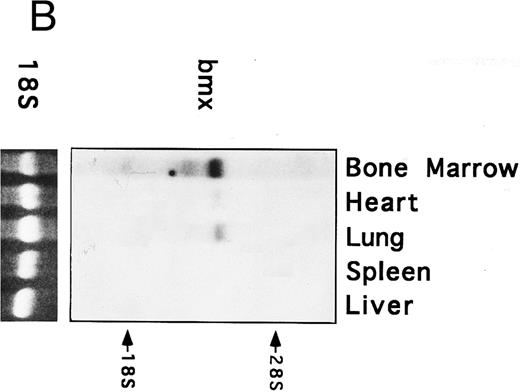Fig. 2. Bmx expression in tissues. (A) Analysis of Bmx expression in adult and fetal tissues by RT-PCR. RNA purified from indicated tissues were amplified by RT-PCR using Bmx primers Pr1 and Pr2. PCR products were transferred onto Nylon membrane after separation on agarose gel and hybridized with 32P-labeled PTK 1L4a probe (top panel). As a control of cDNA quality, actin was amplified from the same cDNA samples using Act1 and Act2 primers. PCR products were stained with ethidium bromide after separation on agarose gel (bottom panel). (B) Northern blot analysis of Bmx expression. RNA purified from indicated adult tissues were transferred onto Nylon membrane after separation on agarose formaldehyde gel and hybridized with 32P-labeled murine Bmx probe. Position of rRNA is indicated. Ethidium bromide-stained 18S RNA on the membrane is shown below. (C) Quantitation of Bmx and actin RT-PCR products as a function of the number of bone marrow cells. Signals were quantified with PhosphorImager.