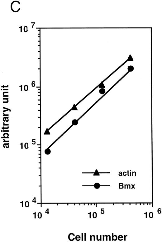 Fig. 2. Bmx expression in tissues. (A) Analysis of Bmx expression in adult and fetal tissues by RT-PCR. RNA purified from indicated tissues were amplified by RT-PCR using Bmx primers Pr1 and Pr2. PCR products were transferred onto Nylon membrane after separation on agarose gel and hybridized with 32P-labeled PTK 1L4a probe (top panel). As a control of cDNA quality, actin was amplified from the same cDNA samples using Act1 and Act2 primers. PCR products were stained with ethidium bromide after separation on agarose gel (bottom panel). (B) Northern blot analysis of Bmx expression. RNA purified from indicated adult tissues were transferred onto Nylon membrane after separation on agarose formaldehyde gel and hybridized with 32P-labeled murine Bmx probe. Position of rRNA is indicated. Ethidium bromide-stained 18S RNA on the membrane is shown below. (C) Quantitation of Bmx and actin RT-PCR products as a function of the number of bone marrow cells. Signals were quantified with PhosphorImager.