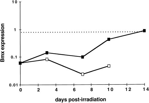 Fig. 5. Kinetics of Bmx expression in the spleen of irradiated mice after bone marrow graft. Mice were irradiated and grafted with 106 bone marrow cells (▪) or no cells (□). At indicated days postirradiation, mice were sacrified, RNA was prepared from the spleens, and Bmx expression was measured as for Fig 3. Mean Bmx expression in normal bone marrow is indicated as a dashed line.