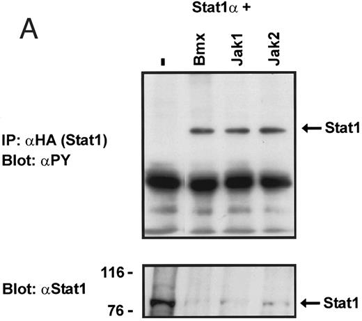 Fig. 1. Coexpression of Bmx induces activation of Stat1. (A) COS cells were transfected with Stat1α expression vector together with Bmx, Jak1, Jak2, or control expression vectors, as indicated. Stat1α was immunoprecipitated from cell lysates using anti-HA antibody. The immunoprecipitates were electrophoresed in 7.5% SDS-PAGE, transferred to nitrocellulose membrane, and immunoblotted with anti-phosphotyrosine antibody. Shown in the lower panel is an immunoblot from total cell lysates electrophoresed in 7.5% SDS-PAGE blotted with anti-Stat1 antibody. (B) COS cells were transfected with Stat1α expression vector together with Bmx, Jak1, Jak2, or control expression vectors, as shown. Eight micrograms of protein from each lysate of transfected cells was incubated with 32P-labeled GAS oligonucleotide and analyzed in the mobility shift assay in 4.5% TBE-PAGE. The Bmx, Jak1, and Jak2 lysates were also supershifted using anti-HA antibody (for Stat1α-HA). Shown in the lower panel is an immunoblot from total cell lysates electrophoresed in 7.5% SDS-PAGE blotted for Stat1α using anti-HA antibody. (C) COS cells were transfected with Stat1α expression vector alone or together with Bmx-HA, Syk, Fyn, or c-Src expression vectors. Lysates were analyzed in the mobility shift assay as above. Shown in the lower panels are immunoblots from total cell lysates electrophoresed in 7.5% SDS-PAGE blotted with anti-phosphotyrosine antibody and anti-Stat1 antibody. The autophosphorylated Syk, Fyn, and c-Src polypeptides are indicated by asterisks.
