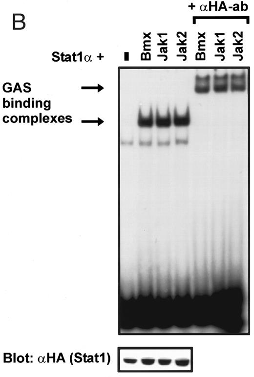 Fig. 1. Coexpression of Bmx induces activation of Stat1. (A) COS cells were transfected with Stat1α expression vector together with Bmx, Jak1, Jak2, or control expression vectors, as indicated. Stat1α was immunoprecipitated from cell lysates using anti-HA antibody. The immunoprecipitates were electrophoresed in 7.5% SDS-PAGE, transferred to nitrocellulose membrane, and immunoblotted with anti-phosphotyrosine antibody. Shown in the lower panel is an immunoblot from total cell lysates electrophoresed in 7.5% SDS-PAGE blotted with anti-Stat1 antibody. (B) COS cells were transfected with Stat1α expression vector together with Bmx, Jak1, Jak2, or control expression vectors, as shown. Eight micrograms of protein from each lysate of transfected cells was incubated with 32P-labeled GAS oligonucleotide and analyzed in the mobility shift assay in 4.5% TBE-PAGE. The Bmx, Jak1, and Jak2 lysates were also supershifted using anti-HA antibody (for Stat1α-HA). Shown in the lower panel is an immunoblot from total cell lysates electrophoresed in 7.5% SDS-PAGE blotted for Stat1α using anti-HA antibody. (C) COS cells were transfected with Stat1α expression vector alone or together with Bmx-HA, Syk, Fyn, or c-Src expression vectors. Lysates were analyzed in the mobility shift assay as above. Shown in the lower panels are immunoblots from total cell lysates electrophoresed in 7.5% SDS-PAGE blotted with anti-phosphotyrosine antibody and anti-Stat1 antibody. The autophosphorylated Syk, Fyn, and c-Src polypeptides are indicated by asterisks.