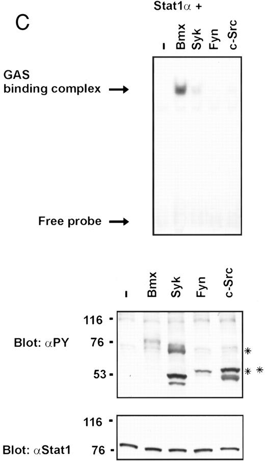 Fig. 1. Coexpression of Bmx induces activation of Stat1. (A) COS cells were transfected with Stat1α expression vector together with Bmx, Jak1, Jak2, or control expression vectors, as indicated. Stat1α was immunoprecipitated from cell lysates using anti-HA antibody. The immunoprecipitates were electrophoresed in 7.5% SDS-PAGE, transferred to nitrocellulose membrane, and immunoblotted with anti-phosphotyrosine antibody. Shown in the lower panel is an immunoblot from total cell lysates electrophoresed in 7.5% SDS-PAGE blotted with anti-Stat1 antibody. (B) COS cells were transfected with Stat1α expression vector together with Bmx, Jak1, Jak2, or control expression vectors, as shown. Eight micrograms of protein from each lysate of transfected cells was incubated with 32P-labeled GAS oligonucleotide and analyzed in the mobility shift assay in 4.5% TBE-PAGE. The Bmx, Jak1, and Jak2 lysates were also supershifted using anti-HA antibody (for Stat1α-HA). Shown in the lower panel is an immunoblot from total cell lysates electrophoresed in 7.5% SDS-PAGE blotted for Stat1α using anti-HA antibody. (C) COS cells were transfected with Stat1α expression vector alone or together with Bmx-HA, Syk, Fyn, or c-Src expression vectors. Lysates were analyzed in the mobility shift assay as above. Shown in the lower panels are immunoblots from total cell lysates electrophoresed in 7.5% SDS-PAGE blotted with anti-phosphotyrosine antibody and anti-Stat1 antibody. The autophosphorylated Syk, Fyn, and c-Src polypeptides are indicated by asterisks.
