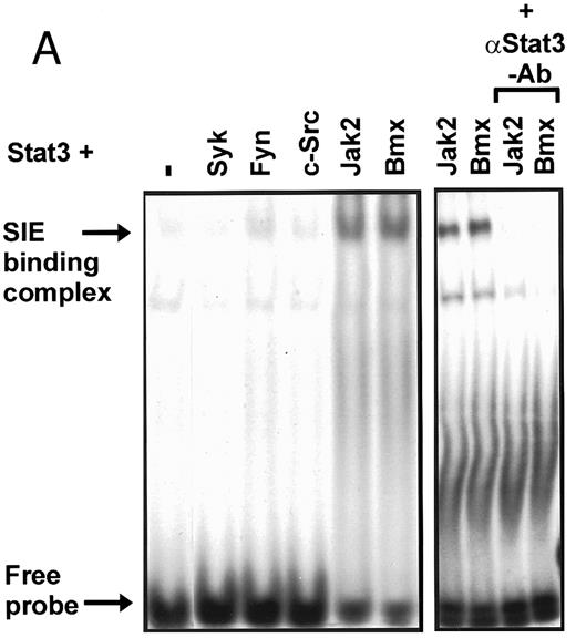 Fig. 2. Coexpression of Bmx induces activation of Stat3. (A) COS cells were transfected with Stat3 expression vector together with Syk, Fyn, c-Src, Bmx-HA, or Jak2-HA expression vectors. Lysates were analyzed in the mobility shift assay using 33P-labeled SIE oligonucleotide. Lysates expressing Stat3 and Bmx-HA or Jak2-HA were supershifted using anti-Stat3 antibody. (B) The same lysates were electrophoresed in 7.5% SDS-PAGE and Western immunoblotted with anti-phosphotyrosine antibody or anti-Stat3 antibody. The autophosphorylated c-Src, Fyn, and Syk polypeptides are indicated by asterisks. (C) The Bmx-HA and Jak-HA containing lysates were also immunoblotted using anti-HA antibody.