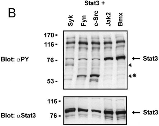 Fig. 2. Coexpression of Bmx induces activation of Stat3. (A) COS cells were transfected with Stat3 expression vector together with Syk, Fyn, c-Src, Bmx-HA, or Jak2-HA expression vectors. Lysates were analyzed in the mobility shift assay using 33P-labeled SIE oligonucleotide. Lysates expressing Stat3 and Bmx-HA or Jak2-HA were supershifted using anti-Stat3 antibody. (B) The same lysates were electrophoresed in 7.5% SDS-PAGE and Western immunoblotted with anti-phosphotyrosine antibody or anti-Stat3 antibody. The autophosphorylated c-Src, Fyn, and Syk polypeptides are indicated by asterisks. (C) The Bmx-HA and Jak-HA containing lysates were also immunoblotted using anti-HA antibody.