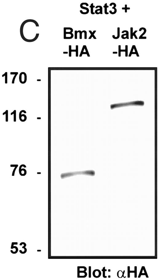 Fig. 2. Coexpression of Bmx induces activation of Stat3. (A) COS cells were transfected with Stat3 expression vector together with Syk, Fyn, c-Src, Bmx-HA, or Jak2-HA expression vectors. Lysates were analyzed in the mobility shift assay using 33P-labeled SIE oligonucleotide. Lysates expressing Stat3 and Bmx-HA or Jak2-HA were supershifted using anti-Stat3 antibody. (B) The same lysates were electrophoresed in 7.5% SDS-PAGE and Western immunoblotted with anti-phosphotyrosine antibody or anti-Stat3 antibody. The autophosphorylated c-Src, Fyn, and Syk polypeptides are indicated by asterisks. (C) The Bmx-HA and Jak-HA containing lysates were also immunoblotted using anti-HA antibody.
