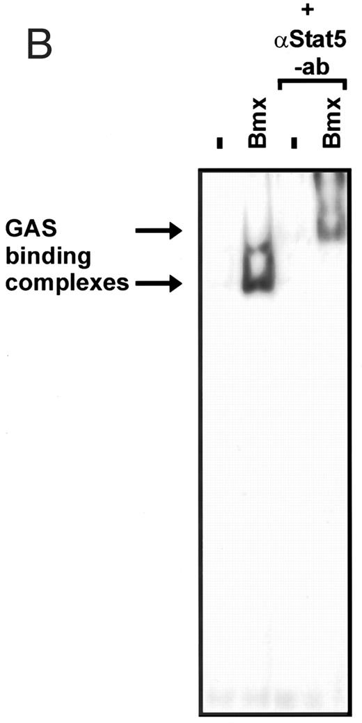 Fig. 3. Coexpression of Bmx induces activation of Stat5. (A) COS cells were transfected with Stat5 expression vector alone or together with Bmx-HA expression vector. Cell lysates were electrophoresed in 7.5% SDS-PAGE and Western immunoblotted with anti-Stat5 and anti-phosphotyrosine antibodies. (B) The same lysates were analyzed in a mobility shift assay using 32P-labeled oligonucleotide from the promoter of the β-casein gene. The lysates were also supershifted with anti-Stat5 antibody.