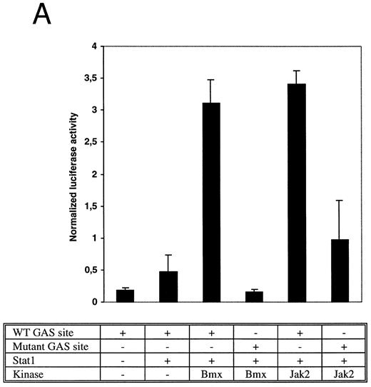 Fig. 4. Bmx induces Stat-mediated transcription. (A) COS cells were transfected with Stat1α expression vector together with a luciferase reporter vector containing a wild-type (wt) or a mutant GAS-site (mut-GAS). In addition, cells were transfected with Jak2 or Bmx expression vectors. In control lysates cells were transfected with wild-type GAS luciferase construct alone or together with Stat1 expression vector. Cell lysates were analyzed for Stat1-dependent luciferase activity normalized to constitutively expressed luciferase activity from a cotransfected control vector (see Materials and Methods for details). The values shown are means from three independent experiments and standard errors of the mean. (B) COS cells were transfected with a luciferase reporter containing a Stat5 binding site from the promoter region of the Spi gene. Additionally the cells were transfected with Bmx-HA, Jak2-HA, or Jak1 expression vectors or with an empty vector as a control. Cell lysates were analyzed for Stat5-dependent luciferase activity as in (A).