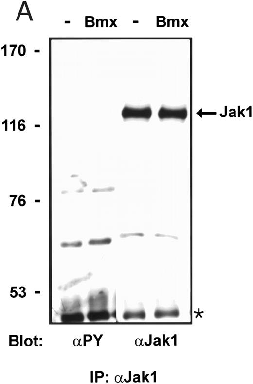 Fig. 6. Bmx does not phosphorylate endogenous Jak kinases. (A) 293T cells were transfected with Bmx-HA expression vector or left without transfection. Jak1 was immunoprecipitated from cell lysates using anti-Jak1 antibody and the immunoprecipitates were electrophoresed in 6% SDS-PAGE followed by Western immunoblotting using anti-Jak1 or anti-phosphotyrosine antibodies. The Ig heavy chains are indicated by an asterisk. (B) Total cell lysates were electrophoresed in 6% SDS-PAGE followed by Western immunoblotting with anti-phosphotyrosine antibodies.