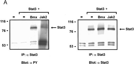 Fig. 7. Induction of Stat3 tyrosine phosphorylation in insect cells. Sf9 cells were infected with Stat3 baculovirus alone or together with Bmx or Jak2 viruses or left uninfected. The cells were lysed 72 hours following infection and the lysates were immunoprecipitated using anti-Stat3 antibodies (A), anti-HA antibodies (Bmx) (B), or anti-Jak2 antibodies (C). The immunoprecipitates were electrophoresed in 7.5% SDS-PAGE, followed by Western immunoblotting using anti-phosphotyrosine antibodies, anti-Stat3 antibodies, anti-HA antibodies, or anti-Jak2 antibodies, as indicated. The anti-phosphotyrosine blot of Stat3-immunoprecipitate from Jak2 coinfected cells (A) is a longer exposure, as we repeatedly found weaker Stat3 tyrosine phosphorylation in Jak2 coinfections than in Bmx coinfections.