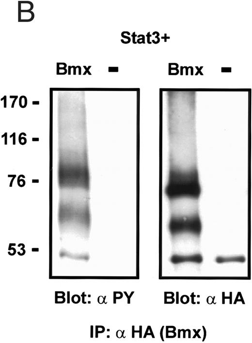 Fig. 7. Induction of Stat3 tyrosine phosphorylation in insect cells. Sf9 cells were infected with Stat3 baculovirus alone or together with Bmx or Jak2 viruses or left uninfected. The cells were lysed 72 hours following infection and the lysates were immunoprecipitated using anti-Stat3 antibodies (A), anti-HA antibodies (Bmx) (B), or anti-Jak2 antibodies (C). The immunoprecipitates were electrophoresed in 7.5% SDS-PAGE, followed by Western immunoblotting using anti-phosphotyrosine antibodies, anti-Stat3 antibodies, anti-HA antibodies, or anti-Jak2 antibodies, as indicated. The anti-phosphotyrosine blot of Stat3-immunoprecipitate from Jak2 coinfected cells (A) is a longer exposure, as we repeatedly found weaker Stat3 tyrosine phosphorylation in Jak2 coinfections than in Bmx coinfections.