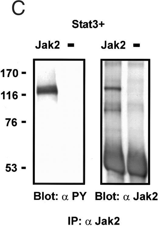 Fig. 7. Induction of Stat3 tyrosine phosphorylation in insect cells. Sf9 cells were infected with Stat3 baculovirus alone or together with Bmx or Jak2 viruses or left uninfected. The cells were lysed 72 hours following infection and the lysates were immunoprecipitated using anti-Stat3 antibodies (A), anti-HA antibodies (Bmx) (B), or anti-Jak2 antibodies (C). The immunoprecipitates were electrophoresed in 7.5% SDS-PAGE, followed by Western immunoblotting using anti-phosphotyrosine antibodies, anti-Stat3 antibodies, anti-HA antibodies, or anti-Jak2 antibodies, as indicated. The anti-phosphotyrosine blot of Stat3-immunoprecipitate from Jak2 coinfected cells (A) is a longer exposure, as we repeatedly found weaker Stat3 tyrosine phosphorylation in Jak2 coinfections than in Bmx coinfections.