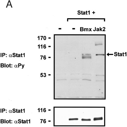 Fig. 8. Induction of Stat1 tyrosine phosphorylation in insect cells. (A) Sf9 cells were infected with Stat1 baculovirus alone or together with Bmx or Jak2 viruses or left uninfected. The cells were lysed 72 hours following infection, and the lysates were immunoprecipitated using anti–ISGF-3(p91) antibodies. The immunoprecipitates were electrophoresed in 7.5% SDS-PAGE, followed by Western immunoblotting using anti-phosphotyrosine antibodies or anti-Stat1 antibodies as indicated. (B) Equal amounts of protein from the lysates used in (A) were electrophoresed in 7.5% SDS-PAGE and Western immunoblotted with anti-phosphotyrosine antibodies. The tyrosine phosphorylated Bmx and Jak2 kinases are indicated by asterisks.