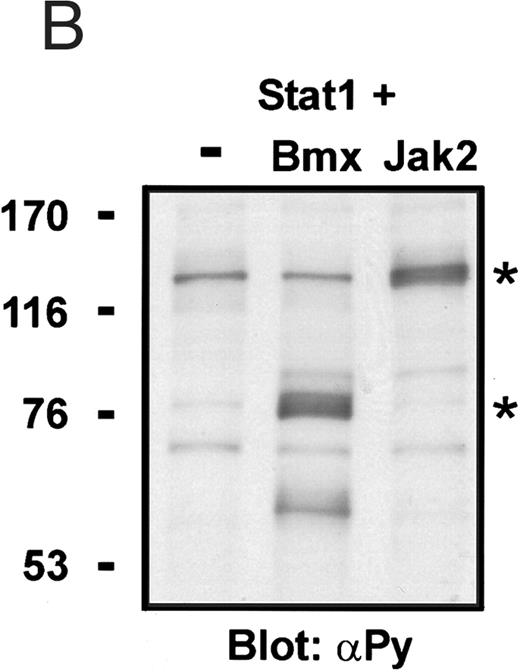 Fig. 8. Induction of Stat1 tyrosine phosphorylation in insect cells. (A) Sf9 cells were infected with Stat1 baculovirus alone or together with Bmx or Jak2 viruses or left uninfected. The cells were lysed 72 hours following infection, and the lysates were immunoprecipitated using anti–ISGF-3(p91) antibodies. The immunoprecipitates were electrophoresed in 7.5% SDS-PAGE, followed by Western immunoblotting using anti-phosphotyrosine antibodies or anti-Stat1 antibodies as indicated. (B) Equal amounts of protein from the lysates used in (A) were electrophoresed in 7.5% SDS-PAGE and Western immunoblotted with anti-phosphotyrosine antibodies. The tyrosine phosphorylated Bmx and Jak2 kinases are indicated by asterisks.