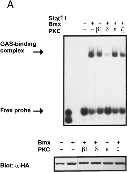 Fig. 9. Coexpression of PKCδ inhibits Bmx-induced DNA binding of Stat1. (A) Bmx (3 μg) and Stat1α (4 μg) expression vectors were transfected into COS cells together with expression vectors for the indicated PKC isoforms (4 μg), as shown. Cell lysates were analyzed in the mobility shift assay using 32P-labeled IRF-1 GAS oligonucleotide. First lane shows the 32P-labeled GAS oligonucleotide without cell lysate. Shown in the lower panel is an immunoblot from total cell lysates electrophoresed in 7.5% SDS-PAGE blotted for Stat1 using anti-HA antibodies. (B) The dose dependence of PKCδ inhibition of Stat1 DNA binding was evaluated by cotransfecting COS cells with expression vectors for Bmx (3 μg) and Stat1α (4 μg) and the indicated amounts of either PKCβ1 or PKCδ vectors. Cell lysates were analyzed in the mobility shift assay using 32P-labeled IRF-1 GAS oligonucleotide. Shown in the lower panel is an immunoblot from total cell lysates electrophoresed in 7.5% SDS-PAGE blotted for Stat1 using anti-HA antibodies.