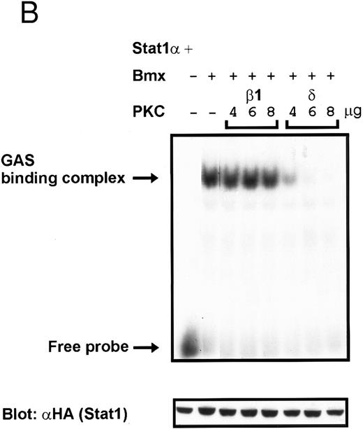 Fig. 9. Coexpression of PKCδ inhibits Bmx-induced DNA binding of Stat1. (A) Bmx (3 μg) and Stat1α (4 μg) expression vectors were transfected into COS cells together with expression vectors for the indicated PKC isoforms (4 μg), as shown. Cell lysates were analyzed in the mobility shift assay using 32P-labeled IRF-1 GAS oligonucleotide. First lane shows the 32P-labeled GAS oligonucleotide without cell lysate. Shown in the lower panel is an immunoblot from total cell lysates electrophoresed in 7.5% SDS-PAGE blotted for Stat1 using anti-HA antibodies. (B) The dose dependence of PKCδ inhibition of Stat1 DNA binding was evaluated by cotransfecting COS cells with expression vectors for Bmx (3 μg) and Stat1α (4 μg) and the indicated amounts of either PKCβ1 or PKCδ vectors. Cell lysates were analyzed in the mobility shift assay using 32P-labeled IRF-1 GAS oligonucleotide. Shown in the lower panel is an immunoblot from total cell lysates electrophoresed in 7.5% SDS-PAGE blotted for Stat1 using anti-HA antibodies.