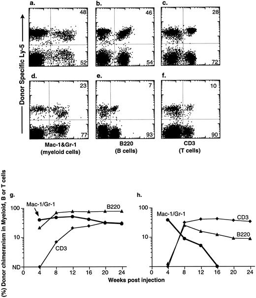 Fig. 4. Production of B-cell, T-cell, and myeloid lineages by donor-marked KTLS cells isolated from BM of HU-treated mice. KTLS cells and subsets of KTLS cells were isolated from mice treated with HU (100 mg/kg/d) for 3 days. Host mice were lethally irradiated and reconstituted with 105 recipient-type BM cells and 10 KTLS cells (top FACS plots) or 10 S/G2/M Rh123mid KTLS cells (bottom FACS plots). Cells that arise from donor KTLS expressed a donor-specific Ly-5 allele. Six months later, peripheral blood was obtained and analyzed for donor-specific myeloid lineages (Mac-1 and Gr-1), B cells (B220), or T cells (CD3). The percentage of a lineage-specific Ly-5+ population that originated from donor KTLS cells is indicated in the upper right corner of each plot. Anti-B220 staining was suboptimal in 1 experiment (e) compared with the typical staining profile (b). The percent of donor-type B cells (B220, ▴), T cells (CD3, ♦), and myeloid cells (Mac-1 and Gr-1, •) in the peripheral blood was assessed monthly for 6 months. Two examples of multilineage reconstitution with 10 Ly-5–marked KTLS cells are shown: (g) an example of the long-term production of B cells, T cells, and myeloid cells, and (h) an example of multilineage reconstitution with transient myelopoiesis. Myeloid cells have a short life span and therefore are a good indicator of continuous hematopoiesis originating from donor HSCs.
