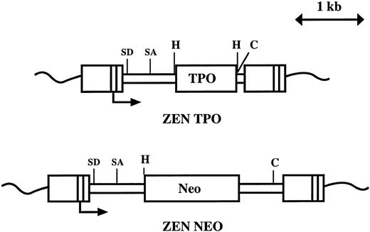 Fig. 1. Structure of the MPZenTPO and MPZenNeo retroviruses. SD and SA indicate the positions of the splice donor and acceptor sites; H and C are the positions of the cleavage site for HindIII and Cla I, respectively. The transcription initiation site in the LTR is indicated with an arrow.