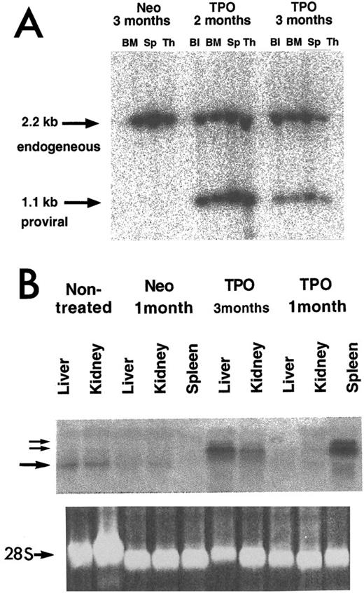 Fig. 2. Analysis of integrated provirus and mRNA expression in tissues from MPZenTPO (TPO) or MPZenNeo (Neo) recipient mice studied 1, 2, or 3 months after transplantation. Analyses were carried out using a phosphorimager. (A) Proviral integrants were detected using HindIII-digested DNAs from blood (Bl), bone marrow (BM), spleen (Sp), and thymus (Th). The membrane was hybridized with a full-length muTPO cDNA probe. The 1.1-kb band arises from a fragment of the ZenTPO provirus (Fig 1) and the 2.2-kb arises from a fragment of the endogenous TPO gene. (B) Total RNA (20 μg/lane) was extracted from the liver, kidney, or spleen of normal (nontreated), MPZenNeo (Neo) or MPZenTPO (TPO) reconstituted mice. The two small arrows indicate TPO mRNAs transcribed from the retroviral LTR via a cryptic splicing (≈2.2- and ≈2.6-kb bands). The large arrow indicates the endogenous TPO transcripts (≈1.7 kb). The lower panel shows the ethidium bromide-stained 28S RNA band.