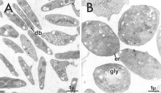 Fig. 6. Ultrastructure of circulating platelets from MPZenNeo (A) or MPZenTPO (B) reconstituted mice. db, dense body; er, endoplasmic reticulum; gly, glycogen. The figure emphasizes the abnormally large size of some platelets seen in MPZenTPO reconstituted mice. (C) Enlargement of a giant platelet showing a richness in glycogen and in endoplasmic reticulum. Platelet shape and ultrastructure did not reveal any signs of activation other than the rare occurrence of dense bodies in MPZenTPO platelets.