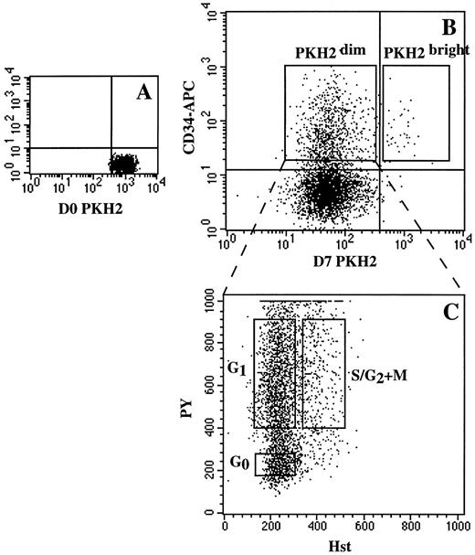Fig. 7. Sequential sorting of ex vivo–expanded CD34+ cells by cell tracking with PKH2 and cell-cycle fractionation with Hst and PY. Fresh sorted CD34+ cells were stained with PKH2 on day 0 (A). Cells were then cultured for 7 days in complete medium supplemented with IL-3-IL-6-SCF (100 ng/mL each). On day 7, harvested cells were stained with CD34-Biotin/streptavidin-APC and analyzed with PKH2 (B). Placement of the vertical cursor was adjusted with reference to day 0 PKH2, and the horizontal cursor with reference to the isotype control. Sorting windows including CD34+PKH2bright and CD34+PKH2dim are indicated. In the second step, sorted CD34+PKH2dim cells were stained with Hst and PY and were further fractionated by DNA/RNA analysis into G0 , G1 , and S/G2 + M phases of the cell cycle (C).