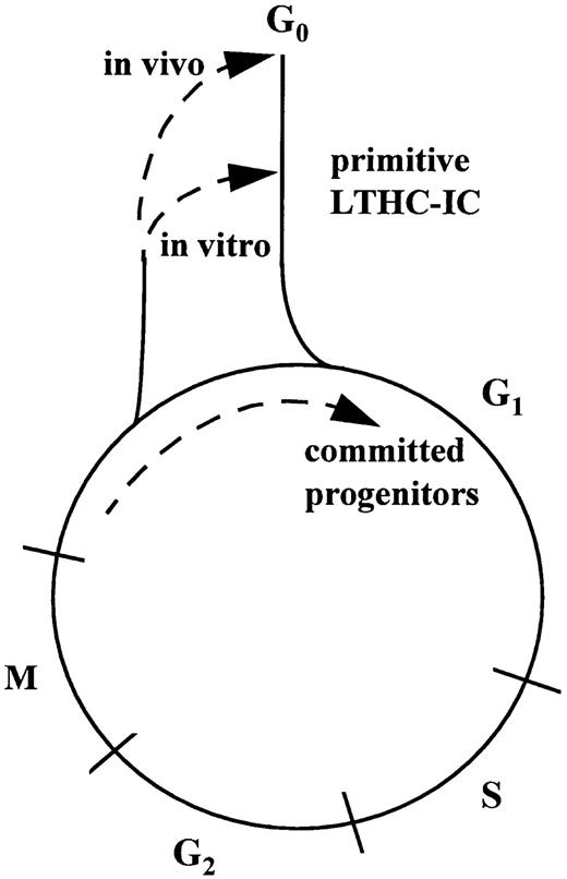 Fig. 9. A model of the cell cycle of hematopoietic cells showing different pathways of the G0 /G1 phase followed by primitive and committed progenitor cells in vivo and during ex vivo culture.