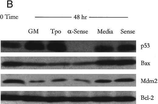 Fig. 1. Modulation of cell viability with a 48-hour treatment of M07e cells with p53-specific antisense oligonucleotides and Western blot analysis of the effects of p53 protein negation on the levels of protein products of p53-responsive genes in M07e cells. Following an 18-hour factor starvation period, 1 × 106 cells were treated for 48 hours with either Tpo (50 ng/mL), GM-CSF (GM; 100 U/mL), antisense oligonucleotide (5 μmol/L), control serum-free media, or sense oligonucleotide (5 μmol/L). (A) Cell viability was measured at 48 hours by trypan blue exclusion. Each data point was sampled in triplicate. (B) The levels of p53, Bax, Mdm-2, and Bcl-2 were analyzed by Western blot analysis as described in Materials and Methods. This figure represents data from one of three experiments which yielded similar results.