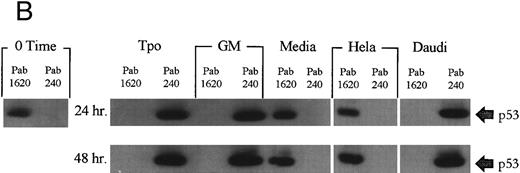 Fig. 2. Tpo upregulates the promoter conformation of p53 in M07e cells. After an 18-hour factor starvation period, 1 × 106 cells were treated with either Tpo (50 ng/mL), GM-CSF (GM; 100 U/mL), or control serum-free media for 24 or 48 hours. (A) The cells were prepared for flow cytometric analysis for the detection of immunologic variants of p53. The individual cultures were split into four equal groups and treated with either suppressor conformation-specific IgG2a Pab 1620, an IgGa2 isotype control, promoter conformation-specific IgG1 Pab 240, or the IgG1 isotype control. These cultures were then all stained with anti-IgG FITC conjugated secondary antibody. (B) p53 was immunoprecipitated from cell lysates at the indicated time points with either Pab 1620 or Pab 240, transferred to membrane by SDS-PAGE, and probed for p53 with sheep α-p53. This figure represents flow data from four experiments and Western blot data from two experiments which yielded similar results.