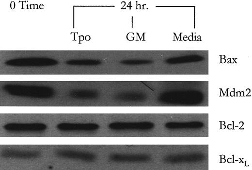 Fig. 3. Western blot analysis of protein products of p53-responsive genes following Tpo and GM-CSF treatment. After an 18-hour factor starvation period, 1 × 106 cells were treated with either Tpo (50 ng/mL), GM-CSF (GM; 100 U/mL), or control serum-free media for 24 hours. Following this, protein levels were analyzed by Western blot analysis as described in Materials and Methods. This figure represents data from one of three experiments which yielded similar results.