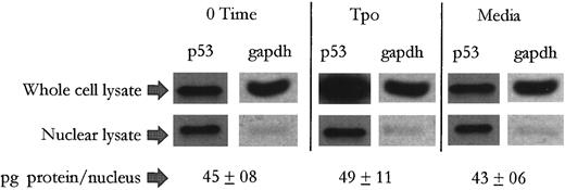 Fig. 4. Tpo induces an extranuclear buildup of p53 in M07e cells. After an 18-hour factor starvation period, 5 × 106 cells were treated with either Tpo (50 ng/mL) or control serum-free media for 24 hours. Following this, the cell cultures were adjusted to contain 5 × 107 cells/mL and divided into two groups. Nuclei were isolated from one of those groups and then adjusted to contain 5 × 107 nuclei/mL. Thereafter, equal numbers of whole cells and nuclei from each treatment group were electrophoresed and analyzed by Western blot analysis. This figure represents data from one of three experiments which yielded similar results.