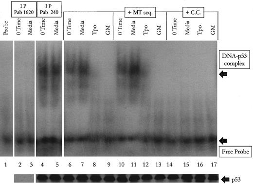 Fig. 5. Tpo-treated M07e cells contain p53, which has a greatly diminished DNA-binding capacity. After an 18-hour factor starvation period, 1 × 106 cells were treated with either Tpo (50 ng/mL), GM-CSF (GM; 100 U/mL), or control serum-free media for 24 hours. Lysates were treated as described in Materials and Methods. Lane 1 contains probe with no lysate. Lanes 2 and 3 contain lysates that were first serially immunodepleted of p53 with Pab 1620 and then incubated with labeled probe. Lanes 4 and 5 contain lysates that were first incubated serially with Pab 240. Lanes 6 through 9 contain lysates with labeled target sequence only. Lanes 10 through 13 contain lysates with 100 molar excess of the mutated consensus DNA binding sequence (MT seq) plus the labeled probe. Lanes 14 through 17 contain lysates with 100 molar excess of cold competitor (C.C.) plus the labeled probe.