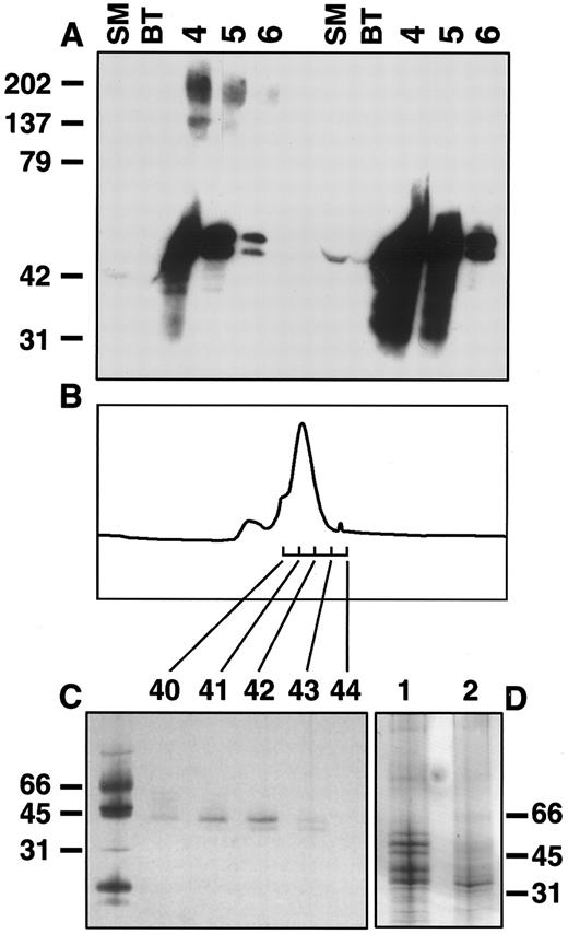 Fig. 1. Purification of sIL-11R. (A) Western blot of CHO sIL-11R eluates from anti-FLAG M2 affinity column. Numbers above represent fractions (0.5 mL) eluted with FLAG peptide (50 μg/mL). SM, starting material; BT, breakthrough when loaded onto affinity column. Blots probed with anti-FLAG antibody. Samples prepared by mixing with equal volume of 2× nonreducing (left side of gel) or reducing (right side of gel) sample buffer and run on 8% to 25% SDS-PAGE. Molecular weights on left side (kD). (B) Chromatogram of Superdex 75 gel filtration (Pharmacia) of pooled fractions 4 to 6. (C) Silver stain of nonreducing SDS-PAGE of fractions 40 through 44 from gel filtration. (D) Silver stain gel of pooled fractions before (lane 1) and after (lane 2) deglycosylation with N-glycanase F as described in experimental methods.