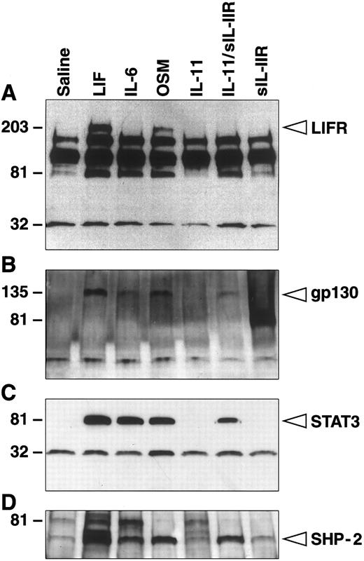 Fig. 3. sIL-11R–stimulated tyrosine phosphorylation of gp130, STAT 3, and SHP-2. Western blot of cell lysates following immunoprecipitation with either (A) anti-LIF receptor antibody or (B through D) antiphosphotyrosine antibody. Blots were then probed with (A) antiphosphotyrosine, (B) anti-gp130, (C) anti-STAT 3, or (D) anti-SHP-2 antibodies. Lysates are from parental M1 cells in the presence of saline, LIF (1,000 U/mL), IL-6 (100 ng/mL), oncostatin M (100 ng/mL), IL-11 (5 nmol/L), sIL-11R plus IL-11 or sIL-11R alone (40 nmol/L). Samples were run on 8% to 25% SDS-PAGE.