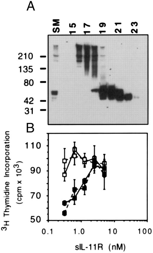 Fig. 7. IL-11 antagonism by monomeric and aggregated forms of sIL-11R. (A) Western blot of sIL-11R fractions following gel filtration by Superdex 75 column (Pharmacia). For the bioassay, fractions 16 and 17 were used for the high moelcular weight form and fractions 20 to 22 for the monomeric form. Molecular weight markers are shown on the left side. (B) 3H-thymidine incorporation (1 μCi/well) measuring the response of M1/IL-11R cells to sIL-11R in the absence (□) or presence (▪) of 10 pmol/L IL-11. The monomeric form of sIL-11R is the solid line and the high molecular weight form is the broken line.