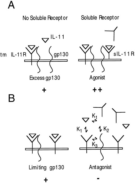 Fig. 9. Model of IL-11 antagonism by sIL-11R. (A) Cells expressing excess gp130-sIL-11R will bind IL-11 and complex with free gp130, thus augmenting the IL-11 response. (B) Cells with limiting gp130 in the presence of limiting IL-11 addition of sIL-11R will compete with the transmembrane IL-11R for IL-11, and antagonism will occur provided K2 <K3 . K1 = affinity of ligand for IL-11R (soluble or transmembrane). K2 = affinity of IL-11/sIL-11R complex for membrane-bound gp130. K3 = affinity of IL-11/transmembrane IL-11R complex for membrane-bound gp130. The + refers to the intensity of the signal generated.