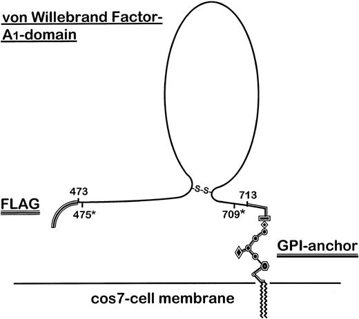 Fig. 1. Outline structure of the FLAG-tagged GPI-anchored vWF–A1-domain fusion protein expressed on COS-7 cells. The secretion sequence of preprotrypsin, including the FLAG-epitope, was cloned as an oligonucleotide into the pcDNA3 vector. The human and porcine vWF sequence (aa 473-713) cloned from porcine and human endothelial cell RNA by RT-PCR and a further truncated fragment (aa 475*-709*) generated by PCR from human A1 (aa 473-713) were separately ligated into the vector. Finally, the C-terminal DAF-derived GPI-linker sequence was inserted into the construct.