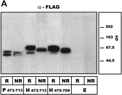 Fig. 3. Western blot analysis of COS-7 cell–expressed human and porcine vWF–A1-domain constructs under reducing (R) and nonreducing (NR) conditions. Preparations of COS-7 cells transfected with standard porcine (P473-713) and human (H473-713) constructs or a further truncated human (aa 475-709: H475-709) vWF-A1 construct as well as with empty vector (E) are shown. (A) Detecting antibody LJ-RG46 (mouse anti-human A1-domain MoAb). (B) Detecting antibody α-FLAG (mouse anti-FLAG MoAb).