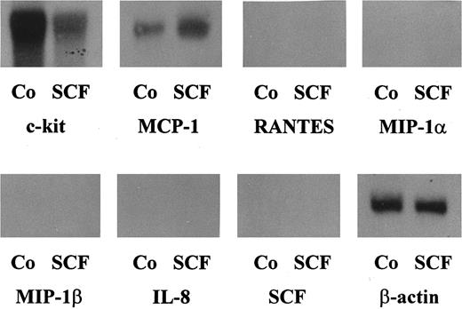 Fig. 1. Northern blot analysis of purified human lung MC. Human lung MC (purity, 91%) were cultured in RPMI 1640 medium with 10% FCS in the presence of rhSCF (100 ng/mL) or control medium (Co) for 2 hours. Thereafter, cells were harvested and the extracted mRNA hybridized with oligo-nucleotide probes specific for MCP-1, RANTES, MIP-1α, MIP-1β, IL-8, SCF or β-actin (as indicated). After each hybridization, blots were stripped. Unstimulated primary lung MC were found to express baseline levels of MCP-1 mRNA. However, incubation of MC with rhSCF resulted in a substantial increase in expression of MCP-1 mRNA (densitometry: control, 100%; rhSCF, 334%). Neither untreated nor SCF-treated MC expressed detectable amounts of transcripts specific for MIP-1α, MIP-1β, RANTES, or IL-8.