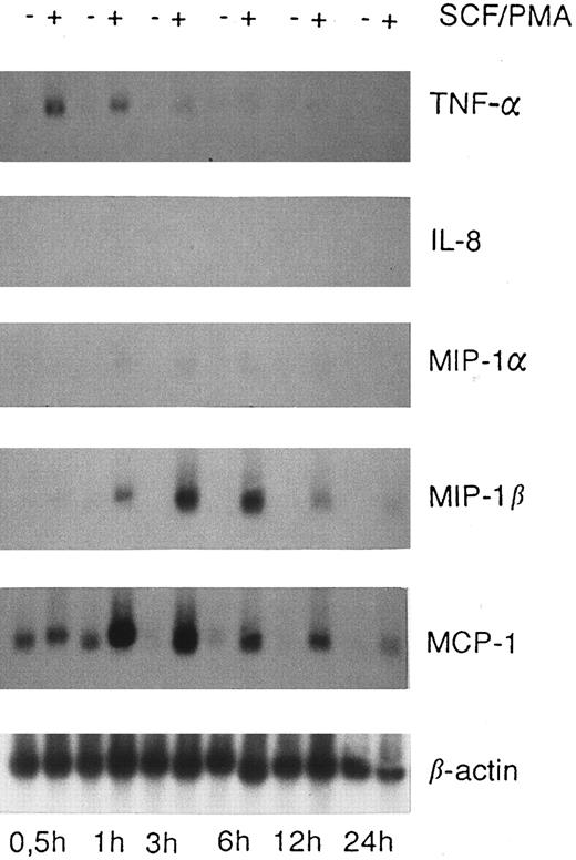 Fig. 3. Expression of chemokine mRNA in HMC-1 cells. HMC-1 cells were cultured in the absence or presence of a mixture of rhSCF (100 ng/mL) and PMA (50 ng/mL) for various time periods as indicated. Thereafter, the cells were harvested and Northern blot analysis performed as described in the text. Unstimulated HMC-1 cells expressed MCP-1 mRNA, but no detectable amounts of mRNA specific for MIP-1α, MIP-1β, or IL-8. Stimulation of HMC-1 cells with rhSCF and PMA lead to a substantial increase in expression of MCP-1 and MIP-1β mRNA and minimal expression of MIP-1α mRNA, whereas transcripts for IL-8 were not detectable. Incubation of HMC-1 cells with rhSCF alone (without PMA) was also followed by an increase in MCP-1 mRNA expression, with a similar increase in mRNA when compared with cells exposed to rhSCF + PMA (not shown).