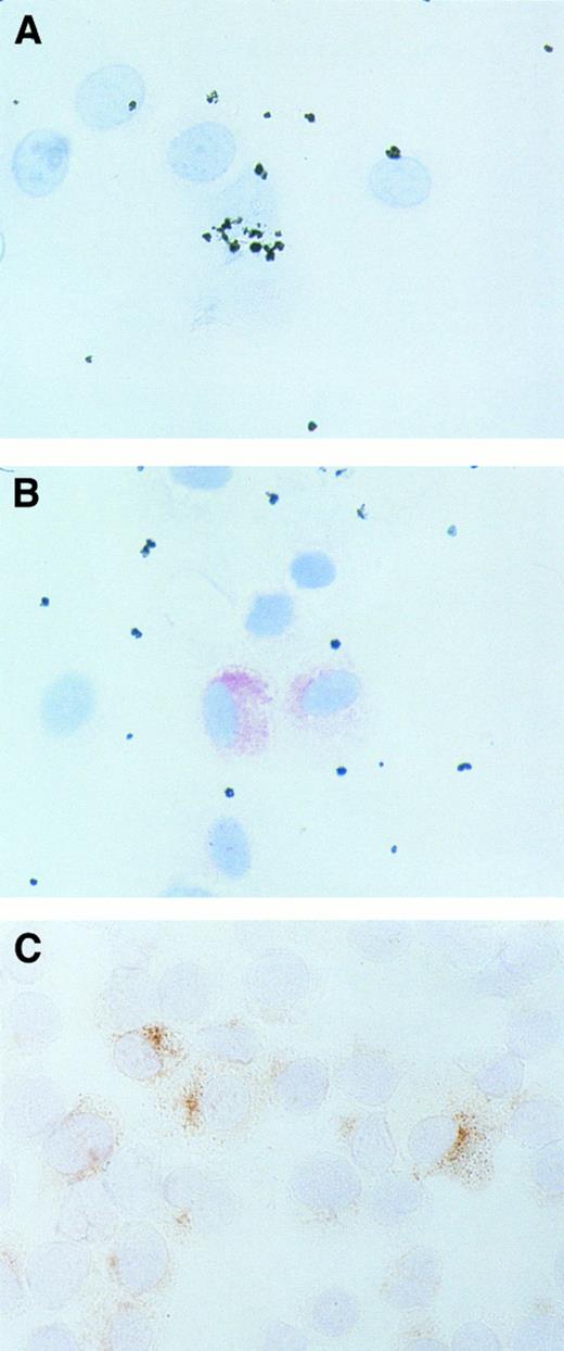 Fig. 5. Immunohistochemistry of MC with an antibody against MCP-1. Purified human lung MC (A and B) and HMC-1 cells (C) were spun onto cytospin slides and stained with an antibody against MCP-1 (S101) as described in Materials and Methods. Primary lung MC were exposed to control medium (A) or rhSCF (B) for 2 hours before being exposed to S101. HMC-1 were used as untreated cells. Reactivity of lung MC with S101 was visualized by streptavidin-peroxidase and AEC and reactivity of HMC-1 cells with the antibody by alkaline phosphatase and neofuchsin (C). Note that expression of MCP-1 in lung MC was demonstrable after exposure to rhSCF, but not in control medium. Similar staining results were obtained when cells were exposed for 2 hours or 12 hours.