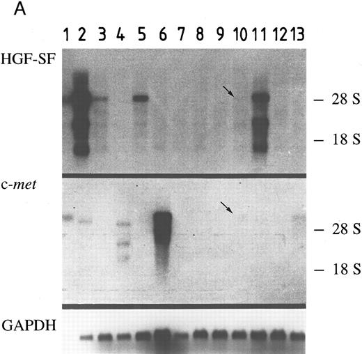 Fig. 1. HGF-SF and c-met expression in myeloid and lymphoid cell lines. (A) Northern hybridization for HGF-SF (above) and c-met transcripts (middle) in human myeloid and lymphoid cell lines: embryonic lung fibroblasts (control) (1), KG-1 (2), HL-60 (3), K562 (4), HEL (5), U937 (6), M(ono)M(ac)6 (7), Molt-3 (8), SKW-3 (9), REH (10), JVM-2 (11), MN-60 (12), and OPM-2 (13). Faint bands in lane 2 (KG-1) of c-met hybridization represent a remnant signal from hybridization for HGF-SF. In lanes 10 and 13 (HGF-SF ) and 10 (c-met ) faint signals (arrows) were detectable only after extended exposure times (see also Table 2). Rehybridization for GAPDH is shown below. (B) HGF-SF expression in cell line M(ono)M(ac)6 without (MM6) and after stimulation with dimethylsulfoxide (MM6 + DMSO), cyclic AMP (MM6 + cAMP), and phorbol ester (MM6 + TPA). (C) c-met expression in cell line K562 without (K562) and after stimulation with DMSO (K562 + DMSO), dbcAMP (K562 + cAMP) and TPA (K562 + TPA). Rehybridizations for GAPDH in (B) and (C) are shown below.
