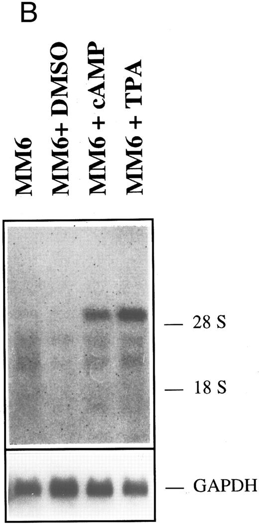 Fig. 1. HGF-SF and c-met expression in myeloid and lymphoid cell lines. (A) Northern hybridization for HGF-SF (above) and c-met transcripts (middle) in human myeloid and lymphoid cell lines: embryonic lung fibroblasts (control) (1), KG-1 (2), HL-60 (3), K562 (4), HEL (5), U937 (6), M(ono)M(ac)6 (7), Molt-3 (8), SKW-3 (9), REH (10), JVM-2 (11), MN-60 (12), and OPM-2 (13). Faint bands in lane 2 (KG-1) of c-met hybridization represent a remnant signal from hybridization for HGF-SF. In lanes 10 and 13 (HGF-SF ) and 10 (c-met ) faint signals (arrows) were detectable only after extended exposure times (see also Table 2). Rehybridization for GAPDH is shown below. (B) HGF-SF expression in cell line M(ono)M(ac)6 without (MM6) and after stimulation with dimethylsulfoxide (MM6 + DMSO), cyclic AMP (MM6 + cAMP), and phorbol ester (MM6 + TPA). (C) c-met expression in cell line K562 without (K562) and after stimulation with DMSO (K562 + DMSO), dbcAMP (K562 + cAMP) and TPA (K562 + TPA). Rehybridizations for GAPDH in (B) and (C) are shown below.