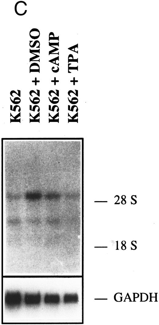Fig. 1. HGF-SF and c-met expression in myeloid and lymphoid cell lines. (A) Northern hybridization for HGF-SF (above) and c-met transcripts (middle) in human myeloid and lymphoid cell lines: embryonic lung fibroblasts (control) (1), KG-1 (2), HL-60 (3), K562 (4), HEL (5), U937 (6), M(ono)M(ac)6 (7), Molt-3 (8), SKW-3 (9), REH (10), JVM-2 (11), MN-60 (12), and OPM-2 (13). Faint bands in lane 2 (KG-1) of c-met hybridization represent a remnant signal from hybridization for HGF-SF. In lanes 10 and 13 (HGF-SF ) and 10 (c-met ) faint signals (arrows) were detectable only after extended exposure times (see also Table 2). Rehybridization for GAPDH is shown below. (B) HGF-SF expression in cell line M(ono)M(ac)6 without (MM6) and after stimulation with dimethylsulfoxide (MM6 + DMSO), cyclic AMP (MM6 + cAMP), and phorbol ester (MM6 + TPA). (C) c-met expression in cell line K562 without (K562) and after stimulation with DMSO (K562 + DMSO), dbcAMP (K562 + cAMP) and TPA (K562 + TPA). Rehybridizations for GAPDH in (B) and (C) are shown below.