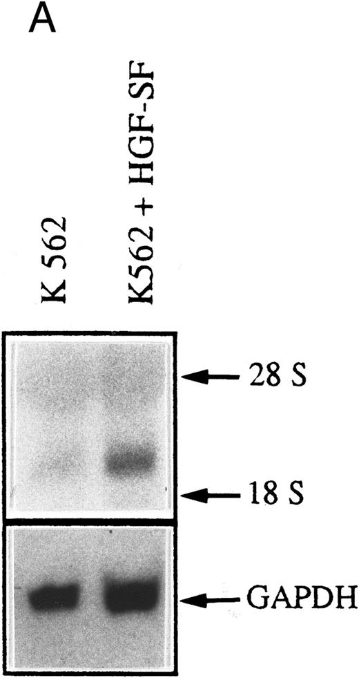 Fig. 4. HGF-SF stimulation induces a functional response in c-met–expressing cells. (A) Northern hybridization analysis for c-fos expression in the myeloblastic cell line K562 after stimulation with 30 ng/mL recombinant HGF-SF. Hybridization for GAPDH is shown below. (B) Incubation of freshly isolated LPS/PHA prestimulated monocytes with recombinant HGF-SF. Bars represent mean of three independent experiments each measured in triplicate, with standard deviations and controls for each experiment indicated (PHA/LPS-stimulated monocytes adjusted to a relative value of 1). All values were determined by colorimetric assay (Biomedica; see Materials and Methods).