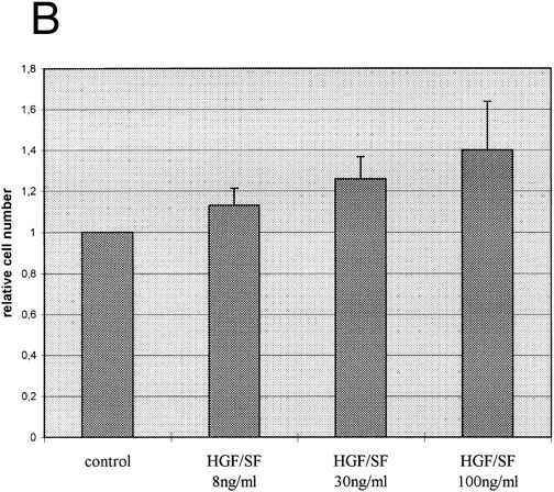 Fig. 4. HGF-SF stimulation induces a functional response in c-met–expressing cells. (A) Northern hybridization analysis for c-fos expression in the myeloblastic cell line K562 after stimulation with 30 ng/mL recombinant HGF-SF. Hybridization for GAPDH is shown below. (B) Incubation of freshly isolated LPS/PHA prestimulated monocytes with recombinant HGF-SF. Bars represent mean of three independent experiments each measured in triplicate, with standard deviations and controls for each experiment indicated (PHA/LPS-stimulated monocytes adjusted to a relative value of 1). All values were determined by colorimetric assay (Biomedica; see Materials and Methods).