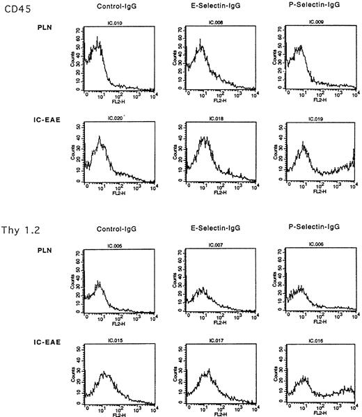 Fig. 4. Expression of E- and P-selectin ligands on peripheral lymph node cells (PLN) and inflammatory cells isolated from the CNS of mice afflicted with EAE (IC-EAE) as determined by FACS analysis. Subpopulations of CD45+ IC-EAE and Thy 1.2+ IC-EAE T cells express E- and P-selectin ligands as determined via positive staining with selectin-Ig chimeras.