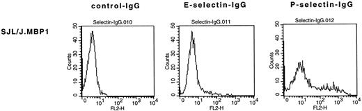 Fig. 5. Expression of E- and P-selectin ligands on the encephalitogenic CD4+ T-cell line SJL.PLP1 as determined by FACS analysis. A subpopulation of the SJL.PLP1 expresses E- and P-selectin ligands as determined via positive staining with selectin-Ig chimeras.