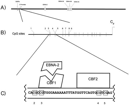 Fig. 1. Aspects of the EBV genome and C promoter regulation. (A) The linear EBV genome. (B) CpG sites upstream of the C promoter whose methylation status was monitored by genomic sequencing (nos. 1 through 9). (C) The EBNA-2 responsive region of the C promoter. The schematic illustrates the nucleotides protected by CBF1 and CBF2 in DNAse protection assays and the interaction of EBNA-2 with CBF1.