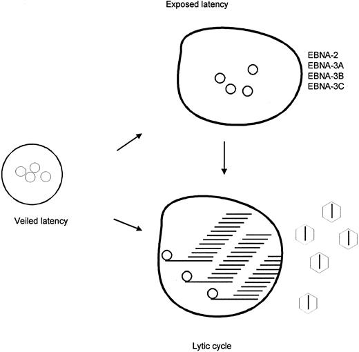 Fig. 3. Model of EBV in peripheral blood lymphocytes. Lymphocytes infected by EBV are suggested to exist in three different states. In veiled latency, the immunodominant EBNA's are not expressed, the C promoter is methylated and its silence enforced. In exposed latency, the immunodominant EBNA's are expressed and the C promoter is not methylated. In lytic infection, it is proposed that the C promoter is not methylated.