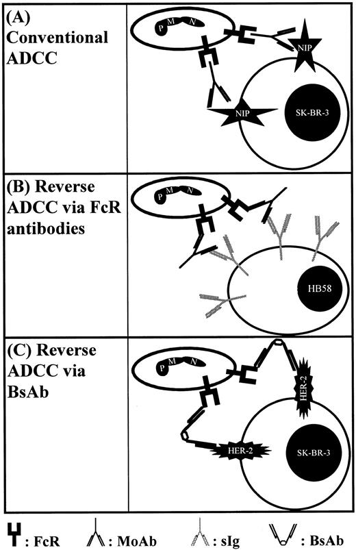 Fig. 1. Schematic representation of different types of cytotoxicity assays employed in this study. (A) Shows conventional ADCC against haptenized SK-BR–3 breast cancer cells via NIP-directed antibodies. FcR blocking antibodies served to identify trigger molecules involved in IgA-mediated ADCC. In (B), a novel reverse ADCC assay is shown using hybridoma target cells, which were selected for high membrane expression of their surface Ig directed to mouse κ light chains. In the presence of Fc receptor antibodies, these hybridoma cells are sensitized for reverse ADCC. (C) Shows recruitment of Fc receptor positive effector cells via BsAbs.